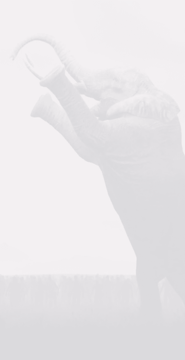 Elephant Background Image